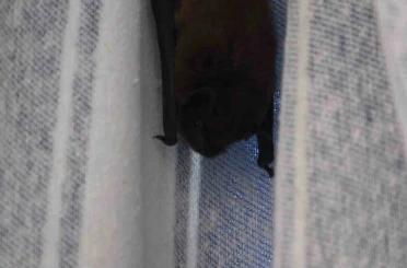 Yarasa balkon perdesini yuvaya dönüştürdü, ev sahibi ‘Batman’ adını verdi 