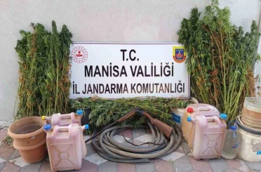 Yasa dışı kenevir eken şahıs tutuklandı 