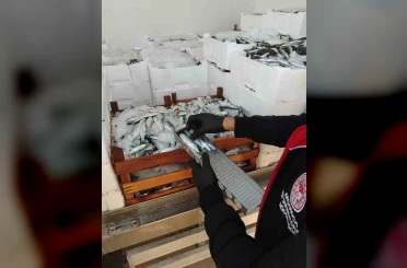 Yasal boy sınırlarının altında avlanılan lüfer ve istavritlere el konuldu 