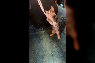 Yavru kedi camide vaaz sırasında cemaatle ve tesbihle oynadı 