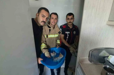 Yavru kediler duvarın kırılmasıyla kurtarıldılar 