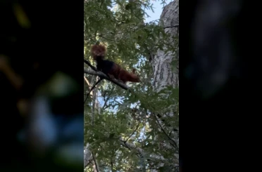 Yayla evinin bahçesine inen sincap yiyecek ararken görüntülendi 