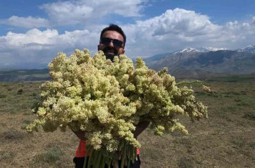 Yayla muzunu vatandaş kendi topluyor 
