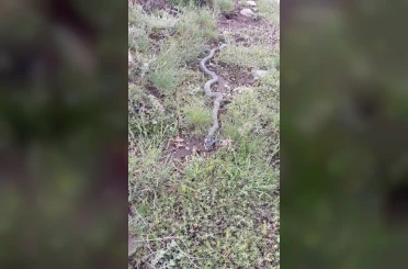Yaylada görülen engerek yılanı merak ve korkuya neden oldu 