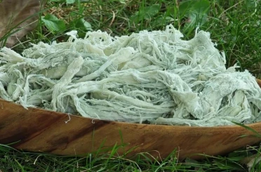 Yayladan sofraya doğal antibiyotik: Erzurum’un göğermiş peyniri 