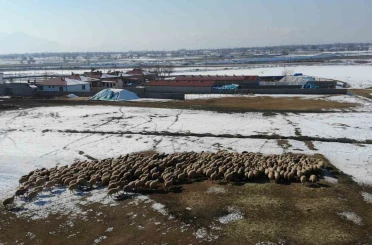 Yeni doğan kuzularla birlikte besicilerde tatlı telaş yaşanıyor 