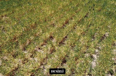 Yeni nohut çeşidi Denizli’nin dışında ekilen bölge illerinde de yüksek verim verdi 