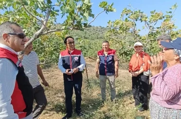 Yenipazar’da antepfıstığı hasadı başladı 