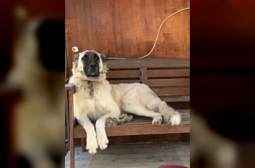 Yerleşim yerinde açılan ateş köpeği vurdu, inceleme başlatıldı 