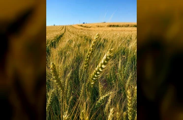 Yerli ve milli buğday ’kirve’ Çorum’da beklentileri aştı 