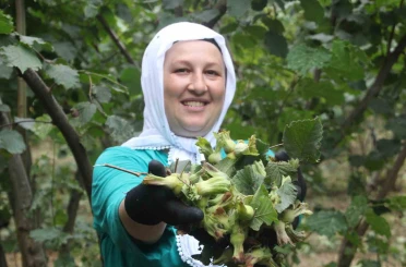 ‘Yeşil altın’ fındıkta ilk hasat başladı 
