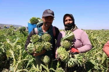 "Yeşil elmas" Aydın’da üretiliyor, yurdun dört bir yanına gönderiliyor 