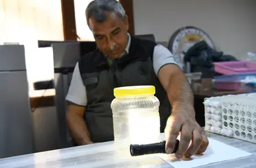 Yeşil vatanın sessiz koruyucuları laboratuvarda yetiştiriliyor
