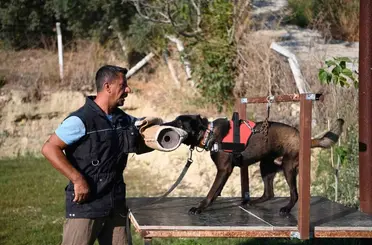 Yetiştirdiği kurtarma köpekleriyle doğal afetlerde birçok hayat kurtardı
