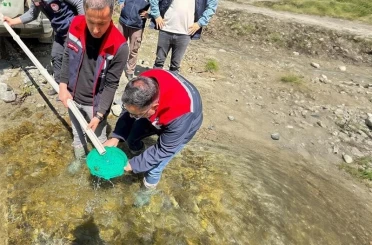 Yığılca’da derelere 50 bin kırmızı benekli alabalık yavrusu bırakıldı 