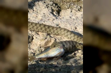 Yılanın balık avı kameraya yansıdı 