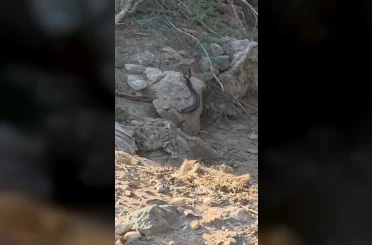 Yılanların çiftleşme dansı kamerada 