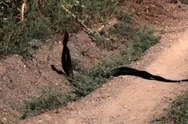 Yılanların dansı kameralara yansıdı 