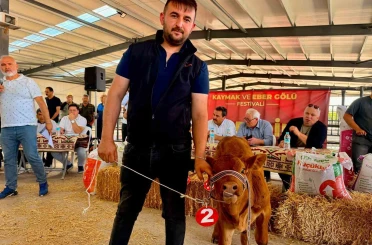 Yılın en güzel buzağısı 40 günlük buzağı oldu 