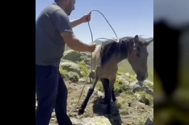 Yılkı atlarıyla ilgili mide bulandıran iddia 