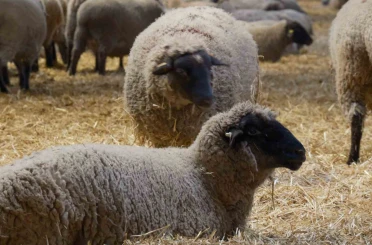 Yılların Merinos Koyunu’na yeni etçil rakip geldi: Bandırma Koyunu 