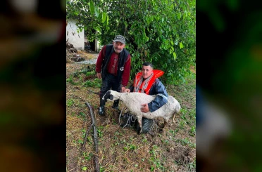 Yoğun yağış nedeniyle suda mahur kalan koyun kurtarıldı 