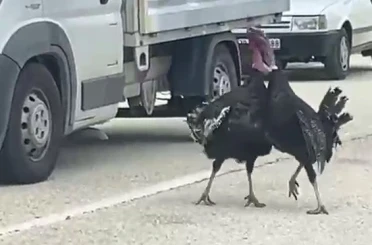 Yol ortasındaki hindi kavgası trafiği durdurdu 