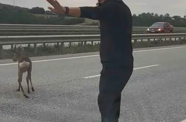 Yola düşen geyiğin yardımına koştu
