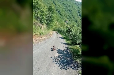 Yolda gördüğü karaca yavrularına Arçil ve Şota adını verdi 