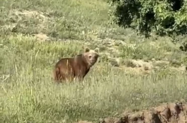 Yozgat’ta ayılar, o köyü mesken tuttu 