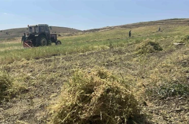 Yozgat’ta mercimek hasadı başladı, çiftçinin yüzü güldü, verim beklentisi yükseldi 