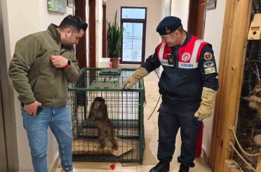 Yozgat’ta yakalanan Hint şebeği maymunu Ankara’da koruma altına alındı 