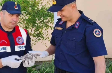Yozgat’ta yavru baykuşa Jandarma ekipleri şefkat eli uzattı 