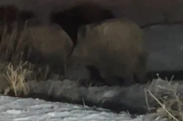 Yüksekova’da domuz sürüsü görüntülendi 