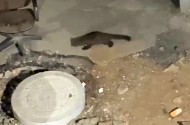 Yüksekova’da gece yarısı kameralara yakalandı: Görenler gözlerine inanamadı 