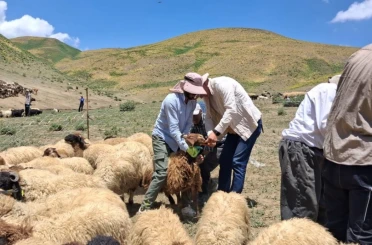 Yüksekova’da hayvanların aşılama ve kimliklendirme çalışmaları sürüyor 