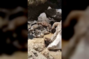 Yüksekova’da kar kütlesi çöktü: 25 küçükbaş hayvan telef oldu 