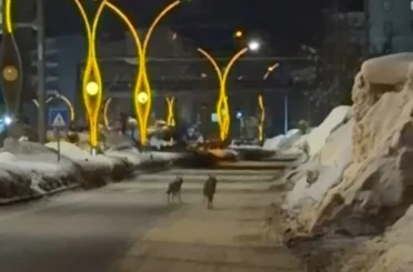Yüksekova’da kurtlar şehir merkezine indi 
