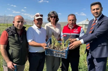 Yüksekova’da tarımda yeni dönem: Yoncalı köyünde ilk ticari salep hasadı yapıldı 