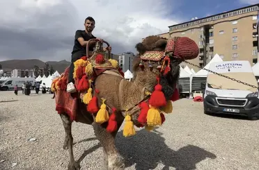 Yüksekova’ya getirilen develer ve midilli atları ilgi gördü
