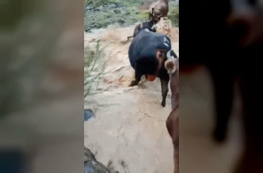 Yusufeli’nde taşan dereden geçen büyükbaş hayvanlar kamerada 
