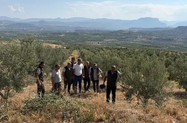 Zeytin ağaçlandırması orman köylüsüne gelir kapısı oluyor
