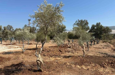 Zeytin ağaçları bilimsel yöntemlerle yeni yerlerine taşındı 