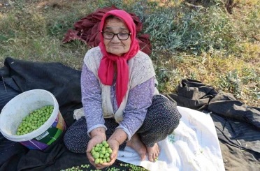 Zeytin hasadına asırlık ağaçlardan başlandı 