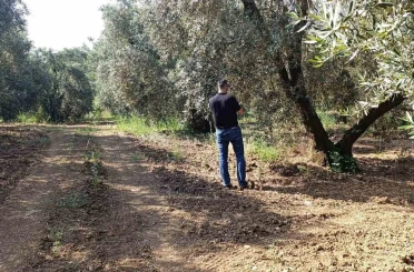 Zeytin sineğine karşı entegre mücadele çalışmaları hız kesmeden devam ediyor 