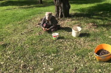 Zeytinin en doğal hali: Karaburun Furma Zeytini hasadı başladı 