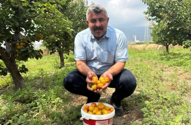 Ziraat mühendisinin tavsiyesiyle diktiği kayısıdan 6 yıldır ürün alıyor 