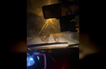 Zonguldak’ta aç kalan ayılar köye indi 