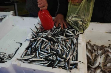 Zonguldak’ta limandan 500 ton hamsi çıktı 
