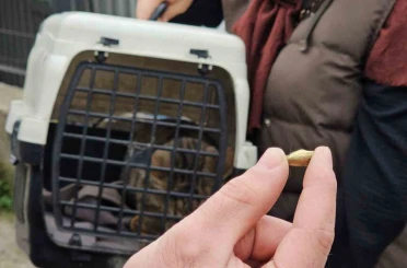 Zonguldak’ta ‘öldü’ sanılan kedi, bacağında mermiyle geri döndü